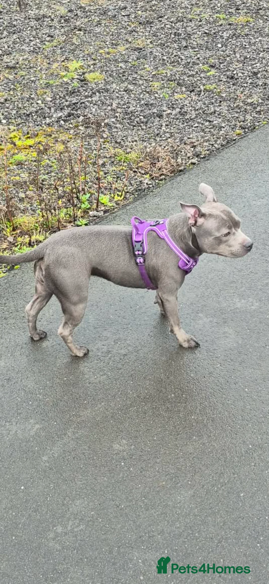 Staffordshire Bull Terrier dogs for sale: Female blue staffotfshire bull terrior - Advert 2