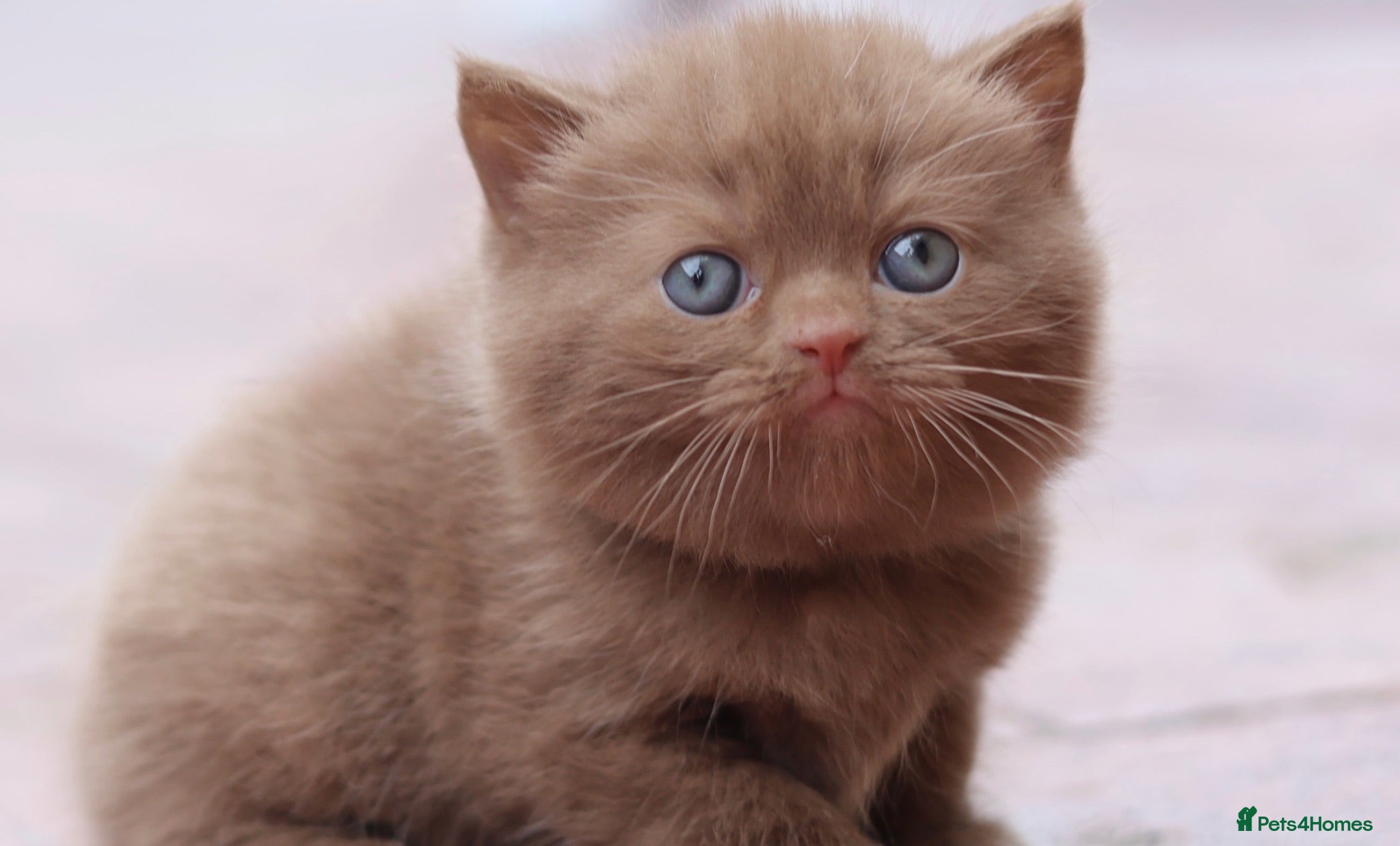 British Shorthair cats PEDIGREE BRITISH SHORTHAIR KITTENS - Advert 2