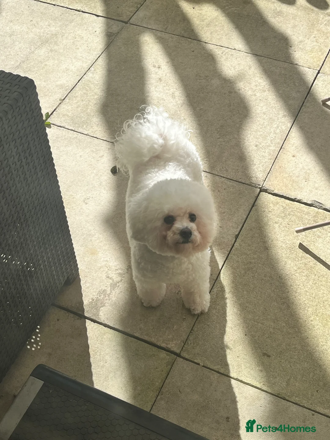 Bichon Frise dogs for sale: Bichon  in Sturminster Newton - Advert 1