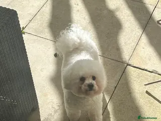 Bichon Frise dogs Bichon - Advert 7