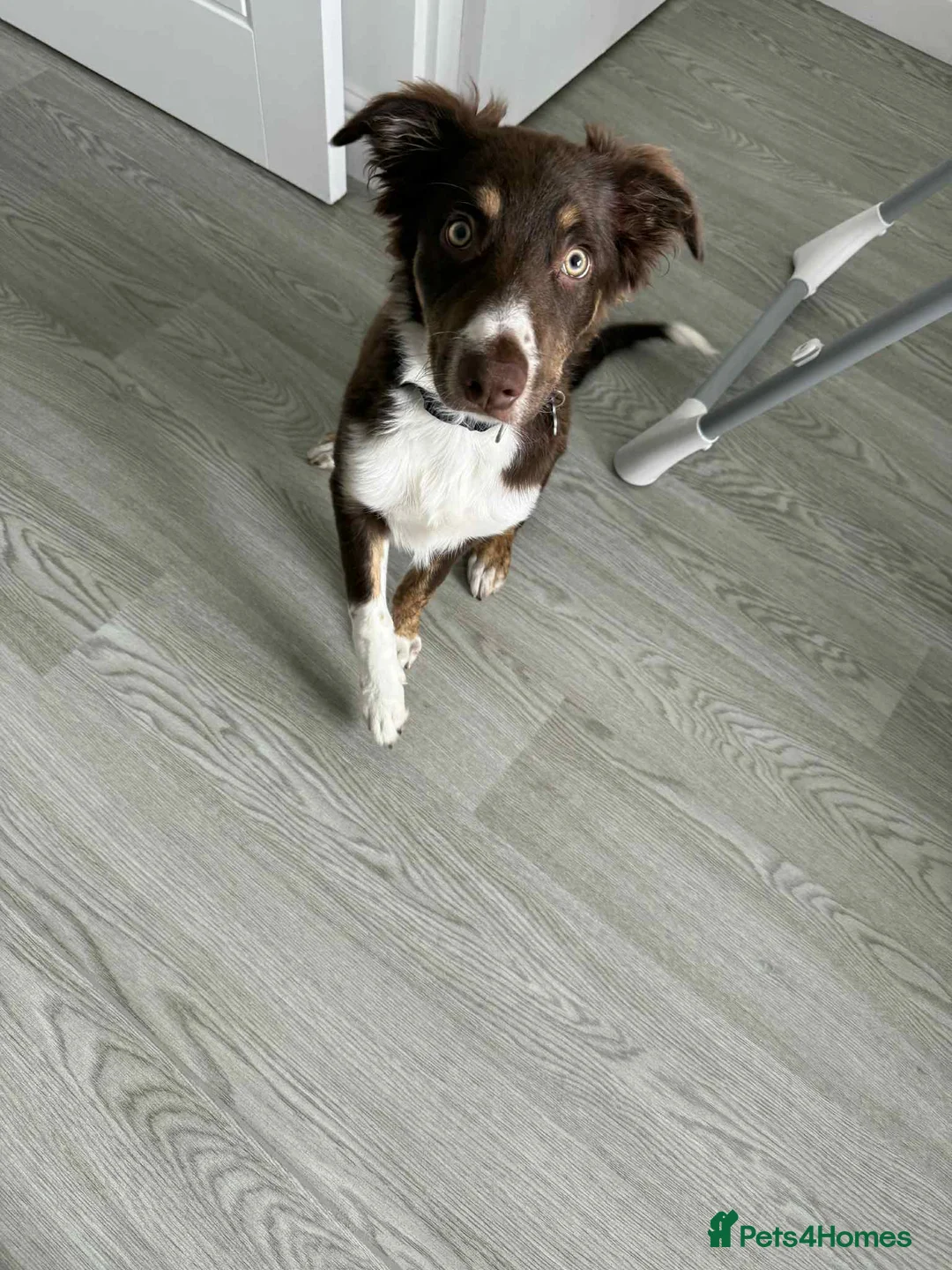 Sprollie dogs for sale: Border collie X springer  - Advert 2