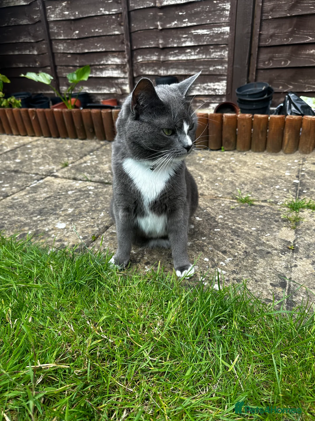 Mixed Breed cats for sale: Bailey  - Advert 2
