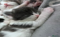Ragdoll cats for sale: Beautiful ragdoll/blue Russian  - Image 12