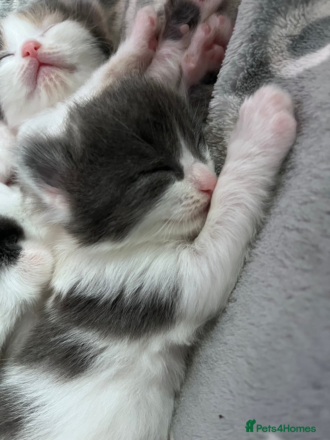 Ragdoll cats for sale: Beautiful ragdoll/blue Russian  - Image 12