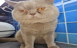 British Shorthair cats for stud: Lilac Stud GCCF Active - Image 15