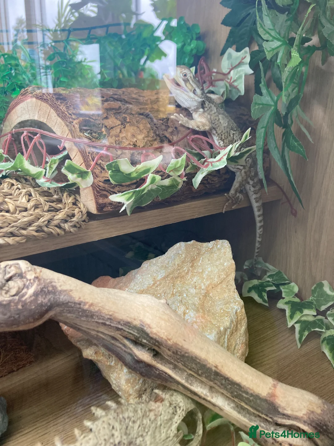 Bearded Dragon reptiles for sale: Rankins dragon - Advert 2