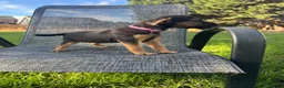 Mixed Breed dogs for sale: Border terrier x Jack Russell terrier puppies 🏡 - Advert 8