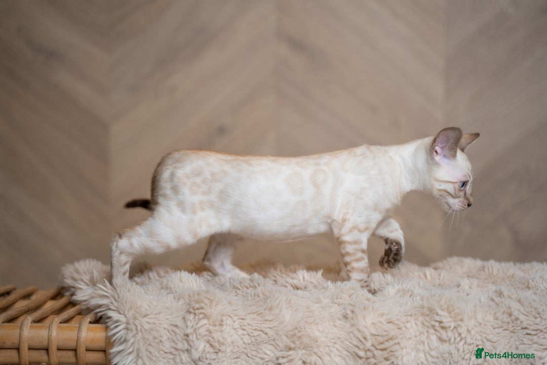 Bengal cats for sale: FRANCO- Snow Bengal Boy- Excellent traits-TICA reg - Advert 6