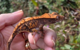 Gecko reptiles for sale: Crested geckos  - Image 12
