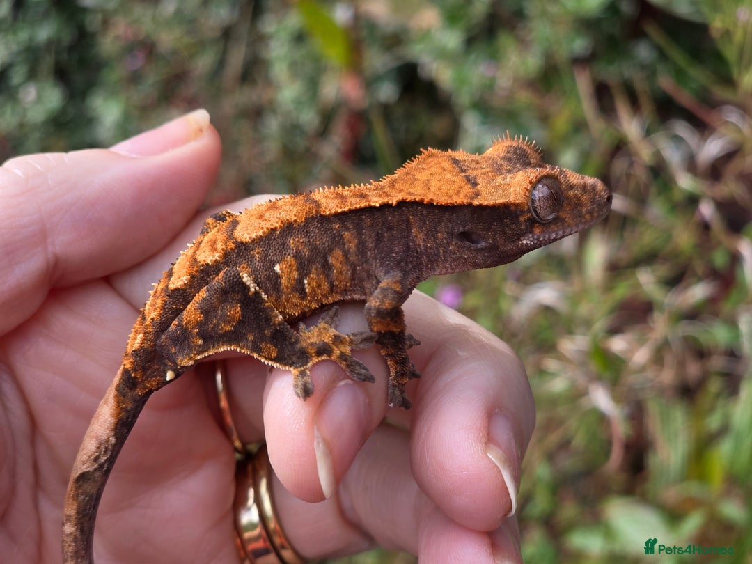 Gecko reptiles for sale: Crested geckos  - Image 12