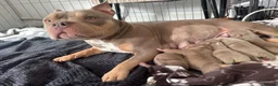 American Bully dogs for sale: Pocket bully  - Advert 32