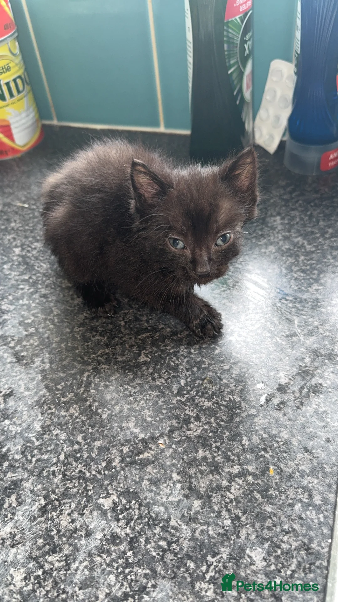 Mixed Breed cats for sale: Cute kittens  - Advert 7
