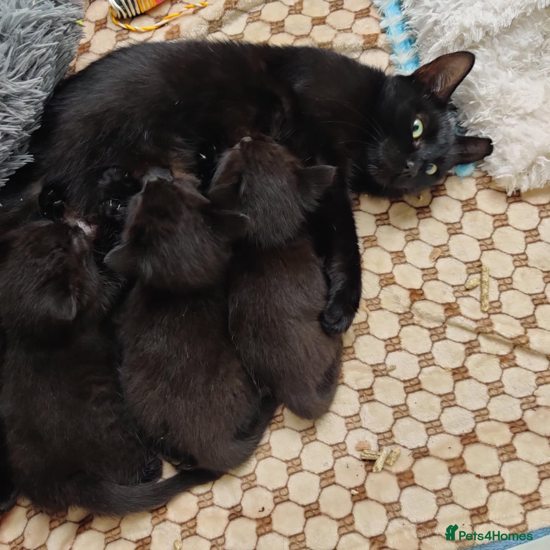 Mixed Breed cats for sale: Adorable 2 kitten  - Advert 2