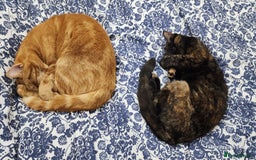 British Shorthair cats for sale: Gin & Tonic  - Image 9