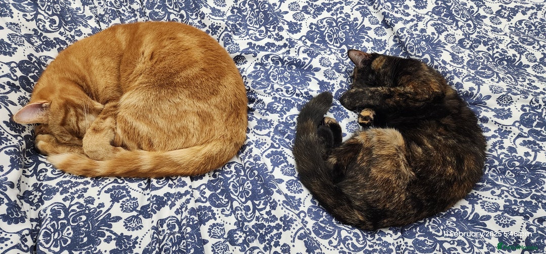 British Shorthair cats for sale: Gin & Tonic  - Image 9