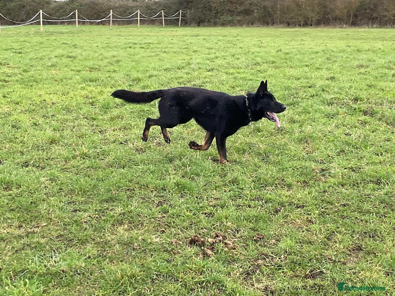 German Shepherd dogs 1 Bitch 2 Males Looking For the right Homes - Advert 15