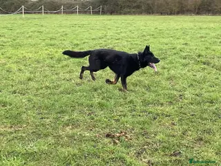 German Shepherd dogs 1 Bitch 2 Males Looking For the right Homes - Advert 6