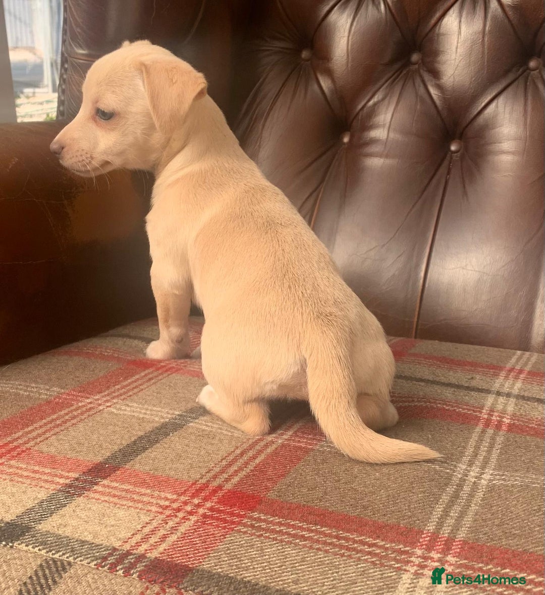 Jack Russell dogs for sale: Fantastic litter of miniature jr rare  colours  - Image 6