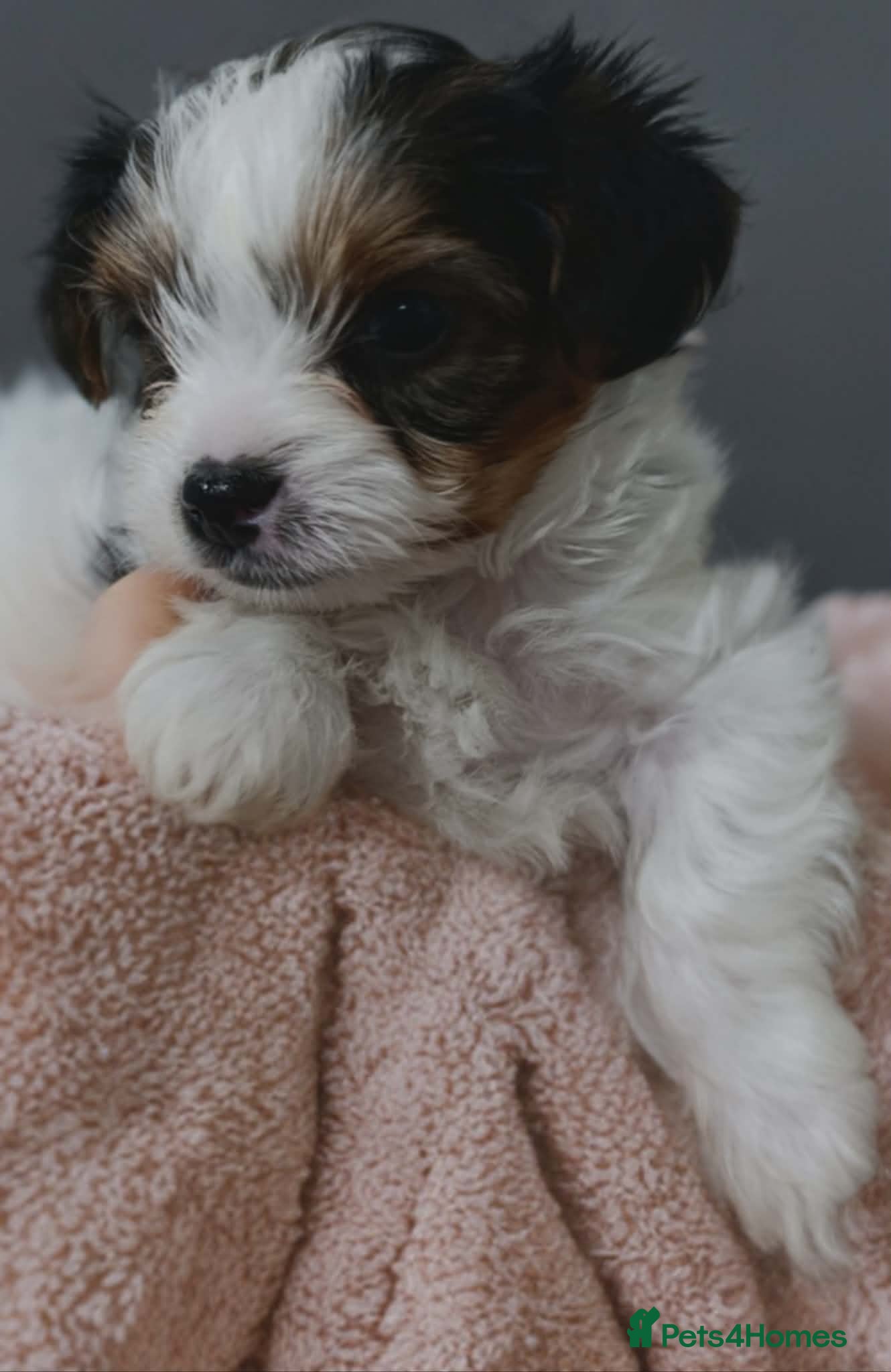 Biewer Terrier dogs Beautifull Biewer puppies 🥰 - Advert 6