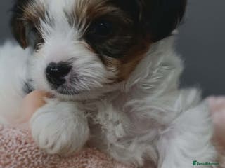 Biewer Terrier dogs Beautifull Biewer puppies 🥰 - Advert 9