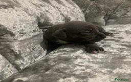 Staffordshire Bull Terrier dogs for sale: Staffordshire bull terrier puppies - Image 2