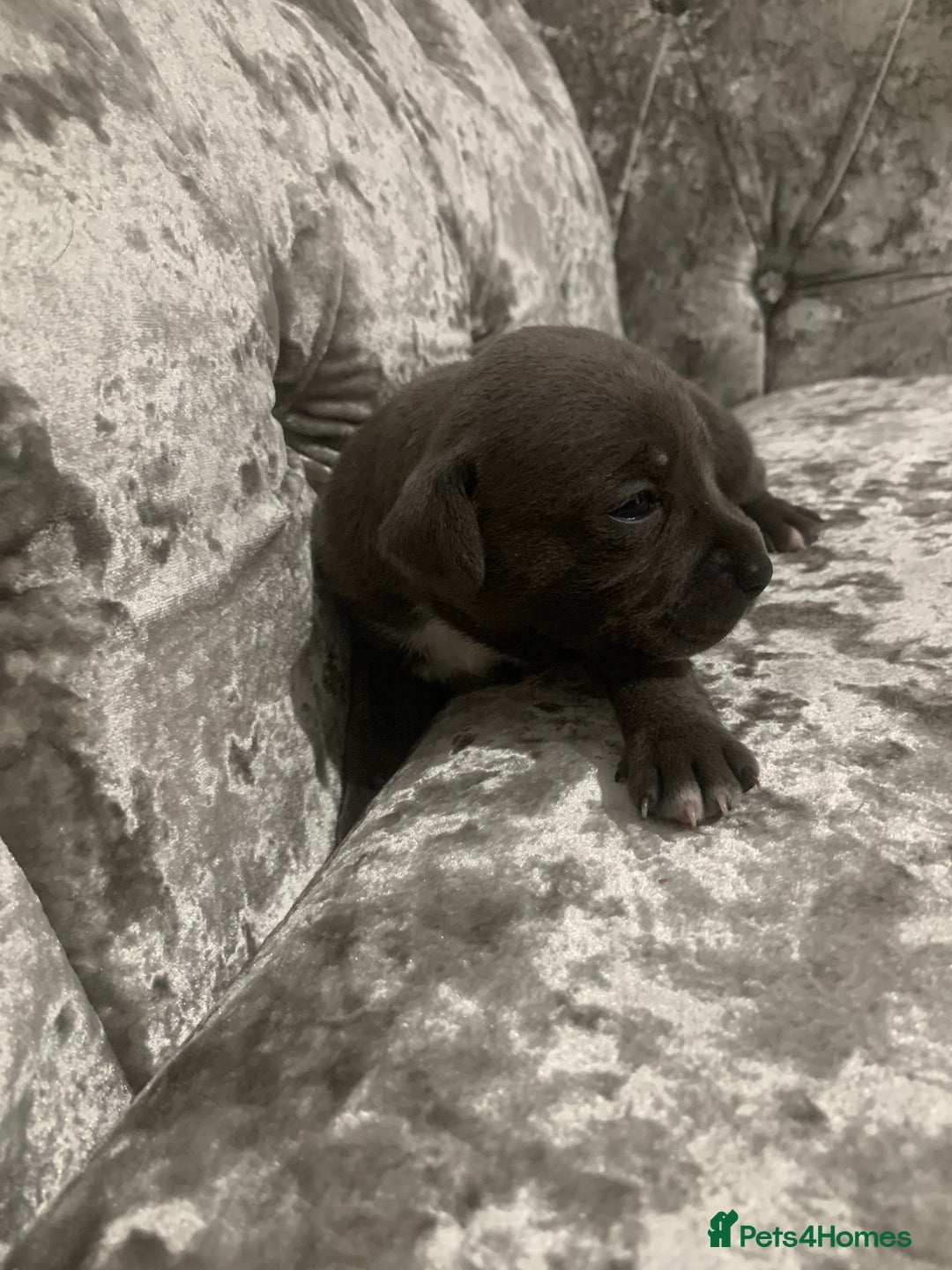 Staffordshire Bull Terrier dogs for sale: Staffordshire bull terrier puppies - Image 2
