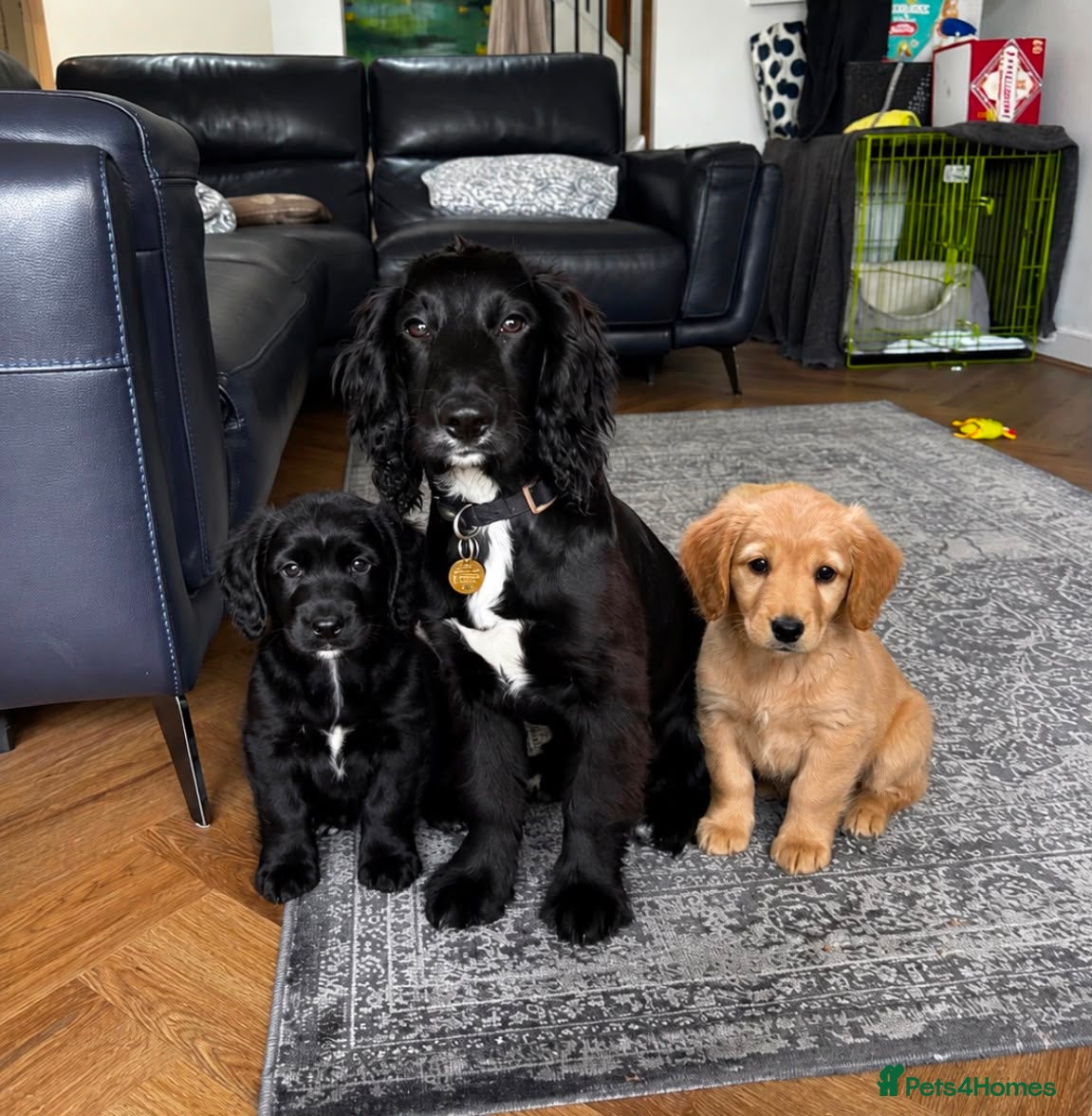 Cocker Spaniel dogs Cocker spaniels for sale - Advert 1