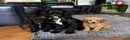 Cocker Spaniel dogs for sale: Cocker spaniels for sale in Enfield - Advert 1