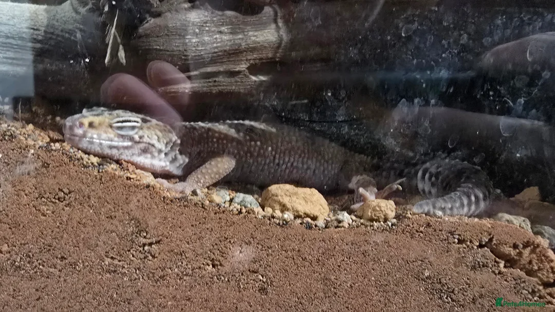 Leopard Gecko reptiles for sale: REHOME | Leopard gecko & full setup in Southampton - Advert 2