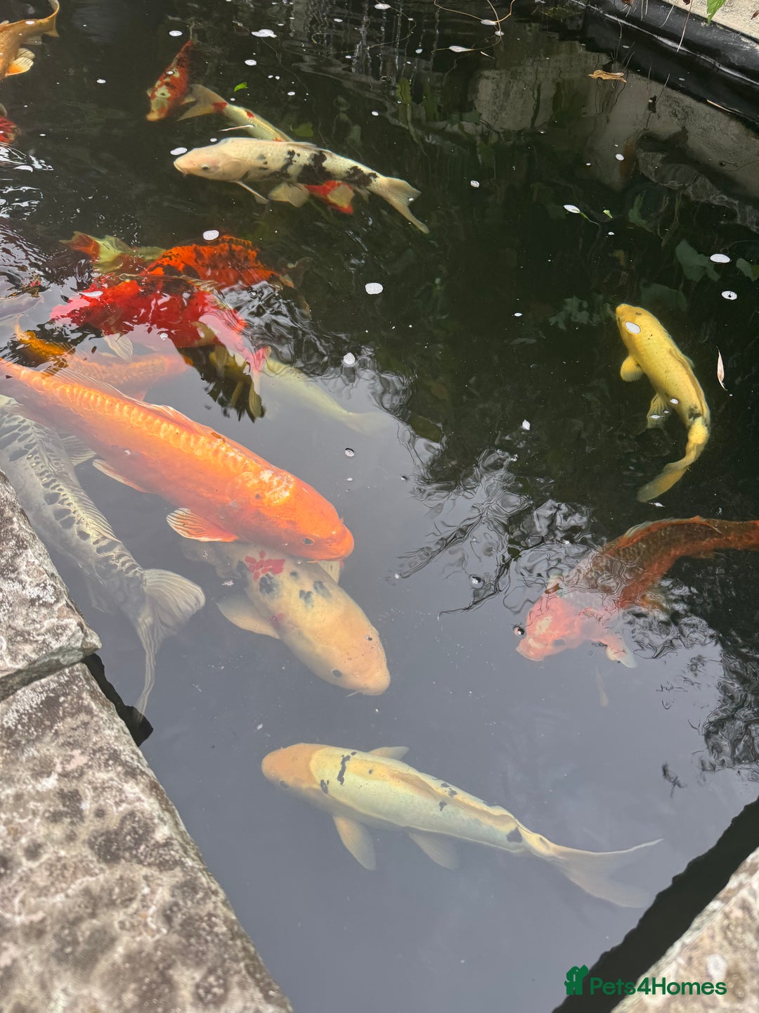 Koi Carp fish for sale: Complete Koi carp set up for sale - Image 8