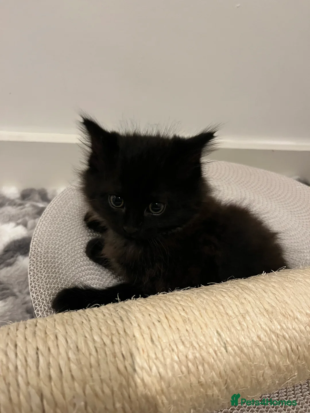 Maine Coon cats for sale: Maine coon mixed - Advert 2