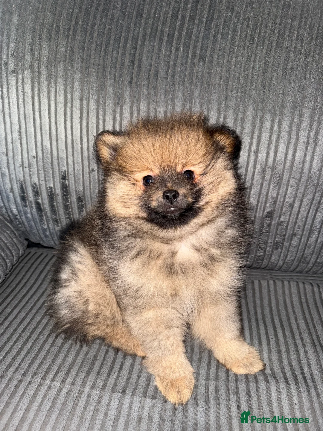 Pomeranian dogs for sale: Fully Vaccinated Orange Sable Boy Pomeranian 💙 - Advert 9