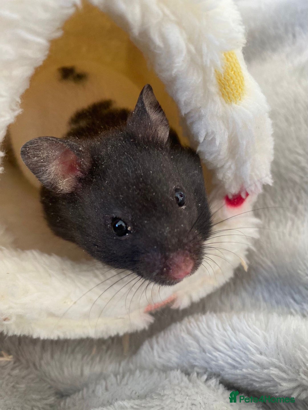 Hamster rodents for sale: Syrian hamster and full setup 🐹 - Advert 1