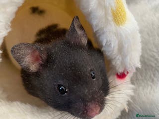 Hamster rodents Syrian hamster and full setup 🐹 - Advert 3