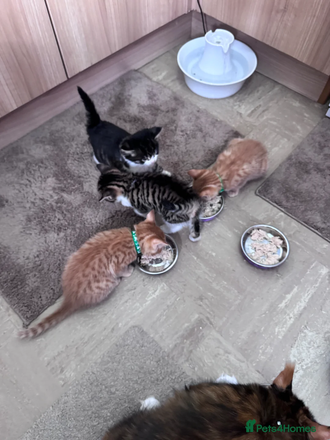 Mixed Breed cats for sale: Four lovely kittens - Advert 1