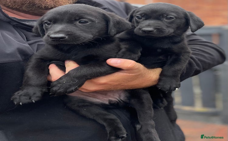 Labrador Retriever dogs - Advert 7