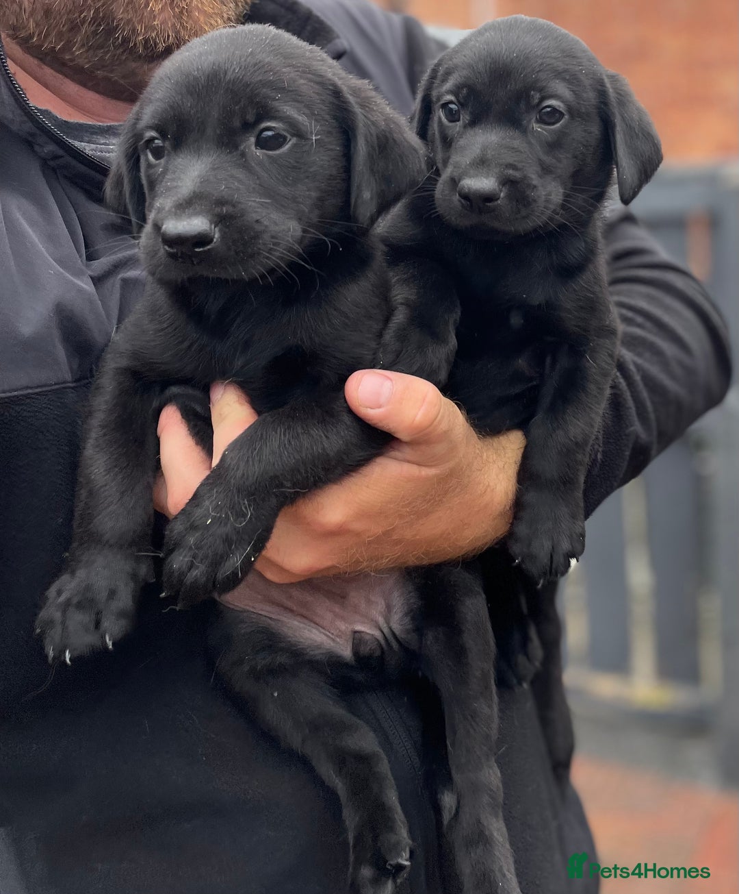 Labrador Retriever dogs for sale: Working Labrador Puppies - Image 1