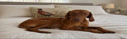 Hungarian Vizsla dogs for sale: Remarkable KC registered Visla puppies  in Stockport - Advert 2