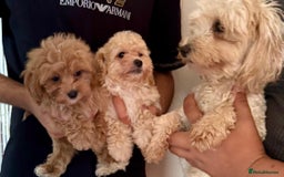 Maltipoo dogs for sale: BEAUTIFUL MALTIPOO PUPPIES READY TO LEAVE!  - Image 4