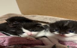 Mixed Breed cats for sale: Beautiful kittens ready now - Image 4