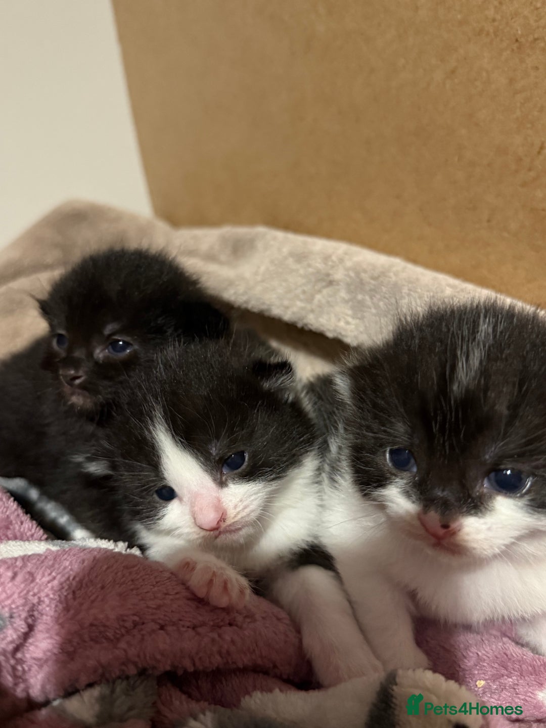 Mixed Breed cats for sale: Beautiful kittens ready now - Image 4