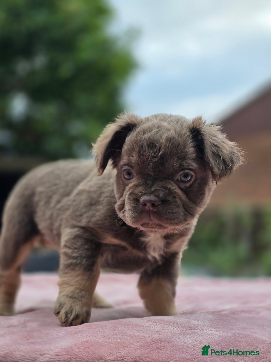 French Bulldog dogs for sale: Fluffy french bulldogs carrying Pink - Image 25