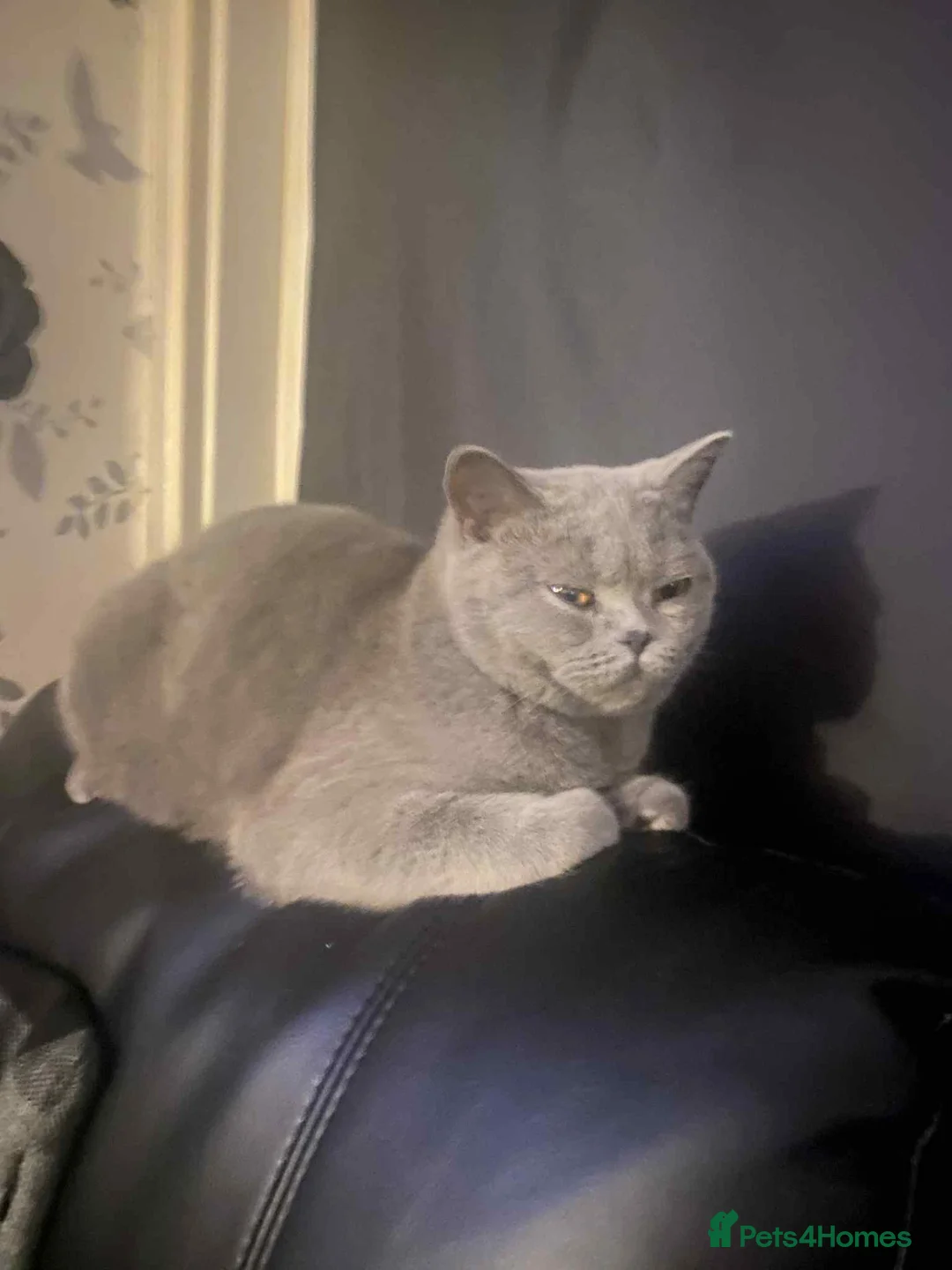 British Shorthair cats for sale: Lucy BSH - Advert 2