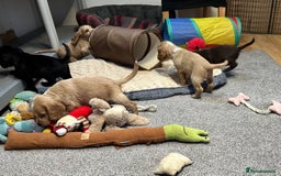 Cocker Spaniel dogs for sale: Beautiful show type puppies  - Image 26