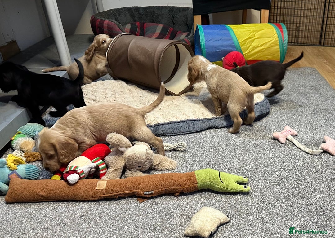 Cocker Spaniel dogs for sale: Beautiful show type puppies  - Image 26