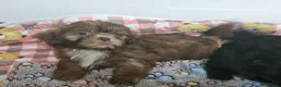 Shih Tzu dogs for sale: Choc Liver Shih Tzu puppies - Advert 6
