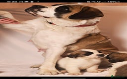 Saint Bernard dogs for sale: Saint Bernard  - Image 7
