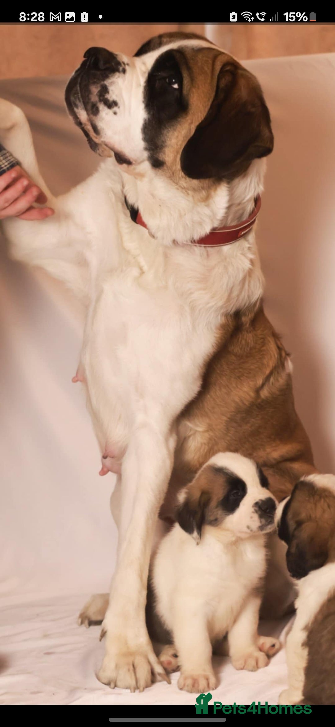 Saint Bernard dogs for sale: Saint Bernard  - Image 7
