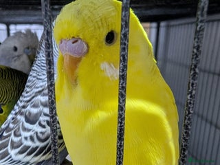 Budgerigars birds - Advert 2