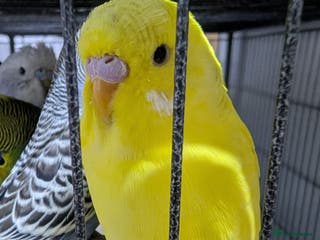 Budgerigars birds All Colours in Budgies - Advert 16